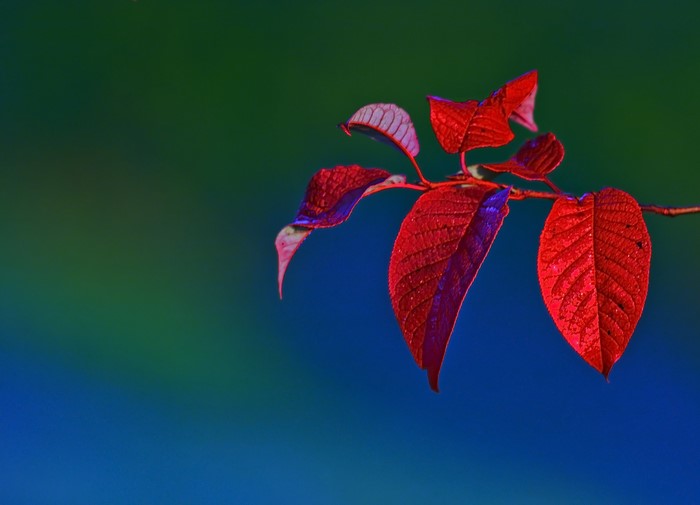 Red leaves on a branch with a blue and green background