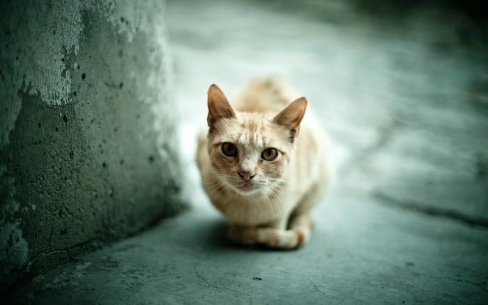 A ginger cat sits on a concrete floor