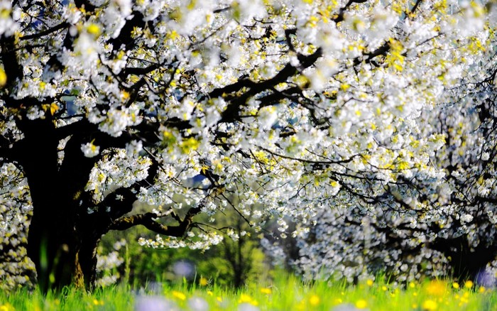 Blooming cherry trees in a grassy field