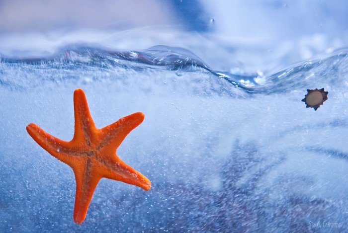 Orange starfish underwater with waves and bubbles