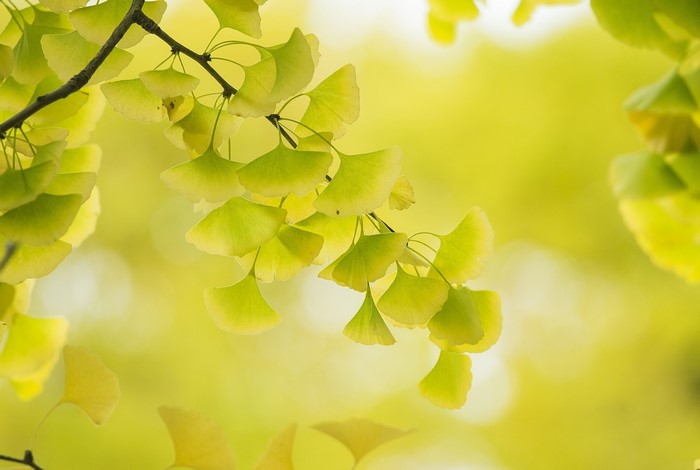 Ginkgo leaves on a branch
