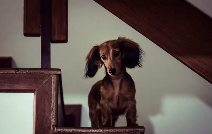 Miniature Long-Haired Dachshund on Stairs