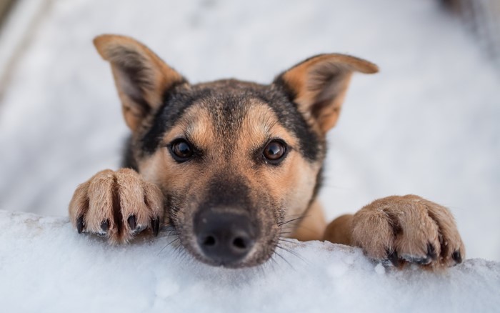 Dog with paws on snow