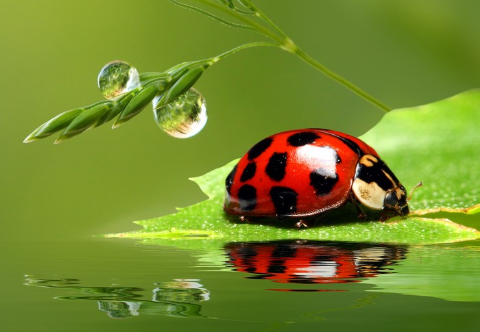 Ladybug on a leaf with water drops and reflection