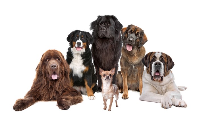 Newfoundland, Bernese Mountain Dog, Chihuahua, St. Bernard, Dogs