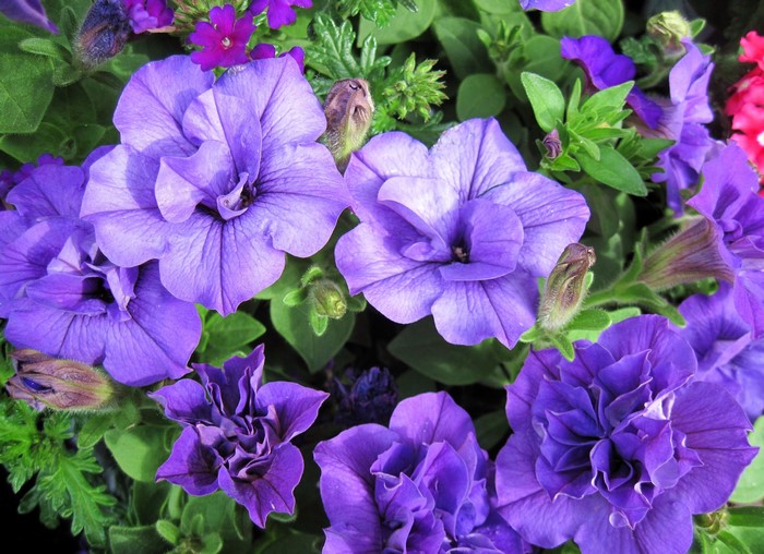 Purple Petunias and Verbena Flowers