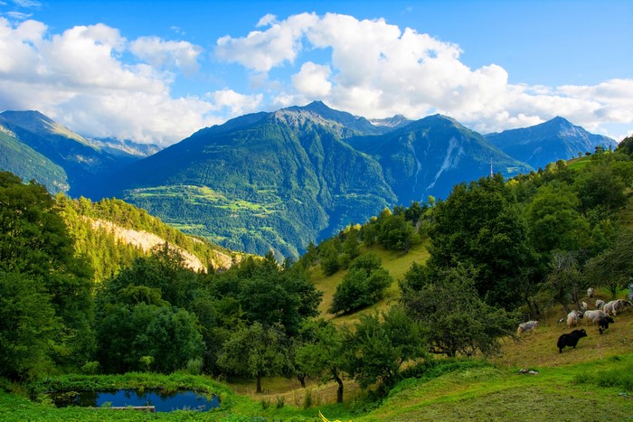 Feschel, Switzerland: Mountains, Grasslands, and Sheep