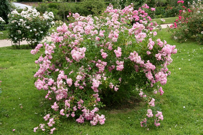 Pink roses shrub in a garden with a white rose bush