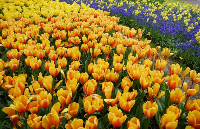 Field of Orange and Yellow Tulips with Blue Flowers