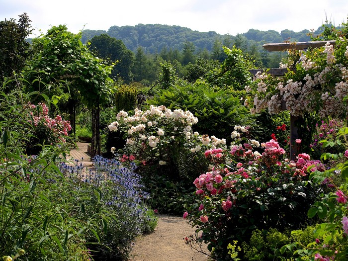 Rosemoor Garden England with Roses and Shrubs