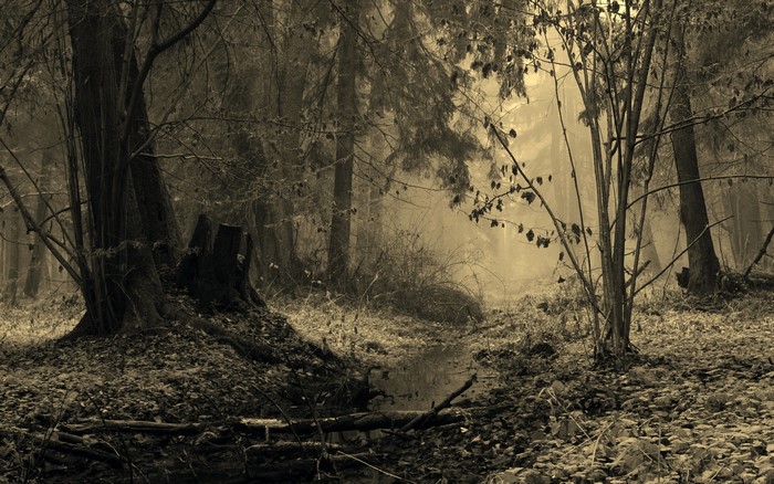 Misty forest with a stream and fallen leaves