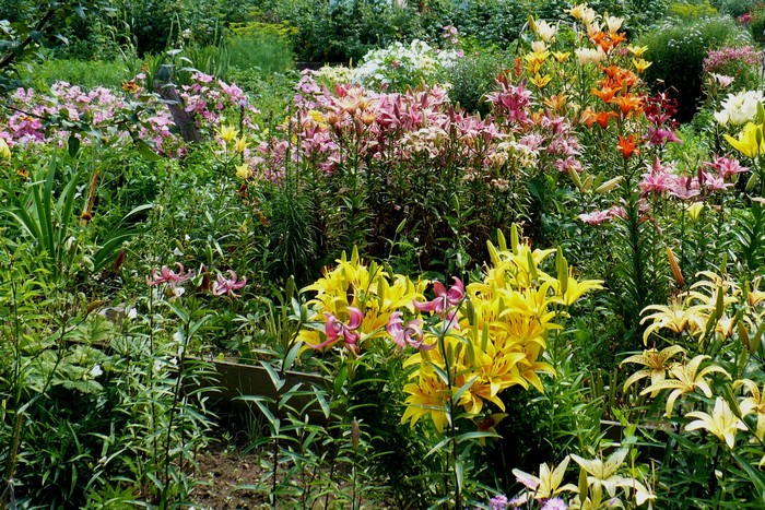 A garden filled with various lilies in bloom