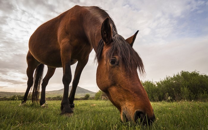 Brown horse grazing in a grassy field