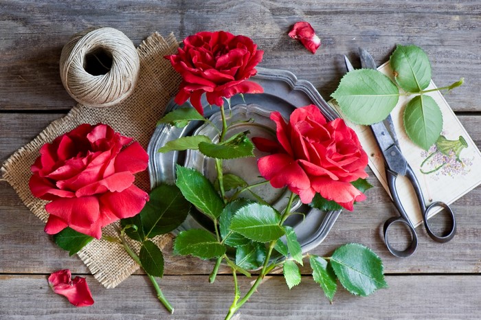Red Roses with Twine and Scissors