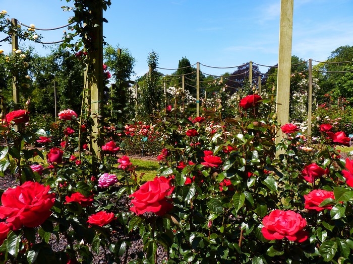 4K Roseraie Coloma Belgium Gardens Roses