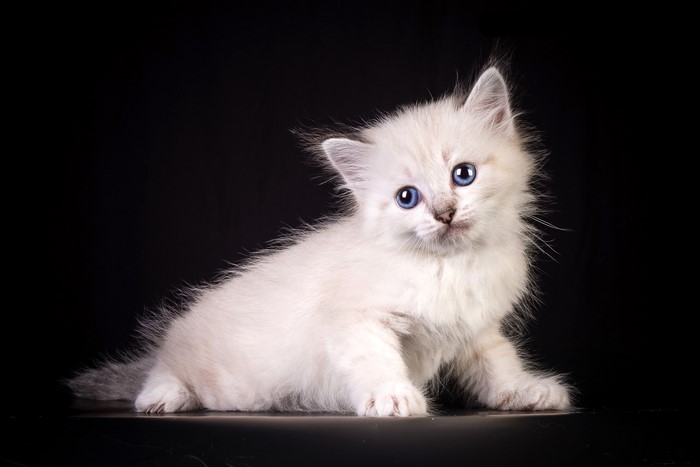 White kitten with blue eyes on black background
