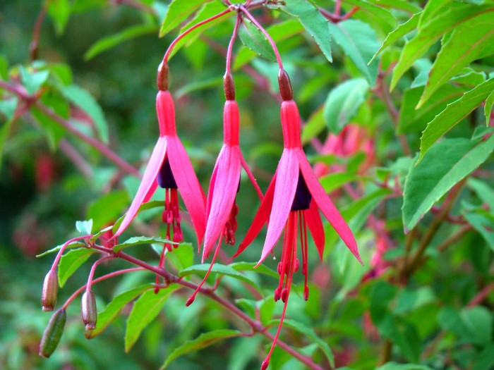 Close-up of Fuchsia flowers