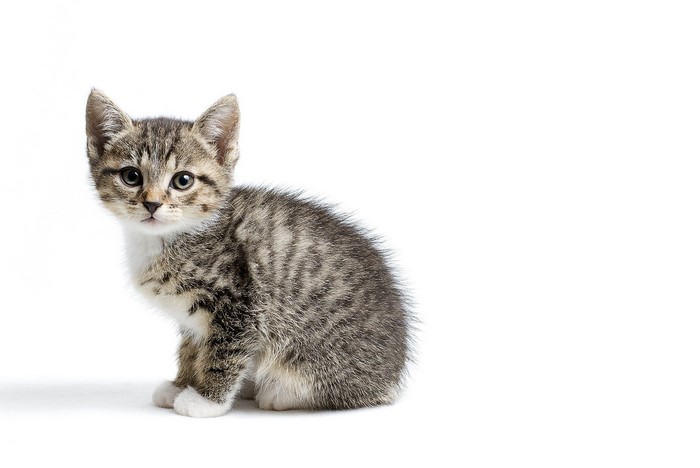Tabby kitten sitting on a white background