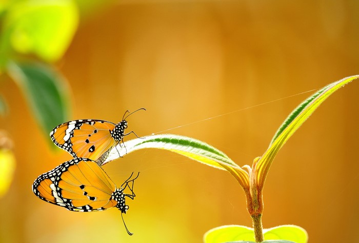 Two Monarch Butterflies on a Leaf