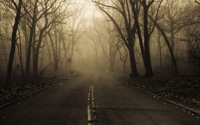 Winding road through a foggy forest with bare trees