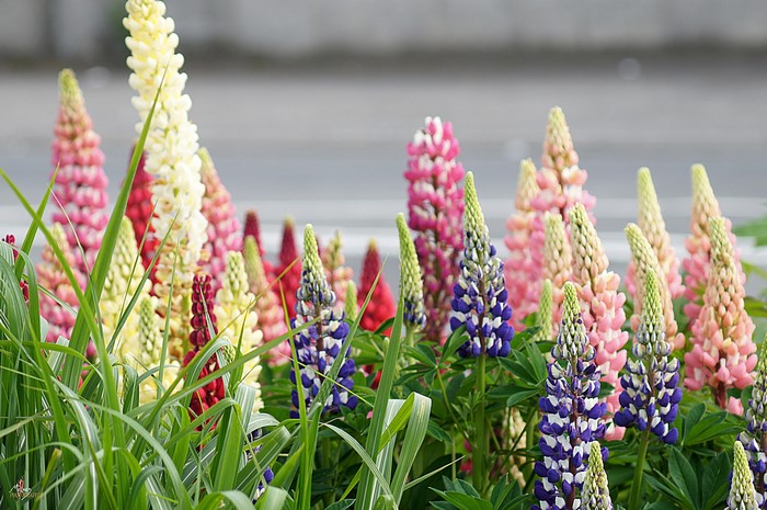 Colorful Lupine flowers in bloom