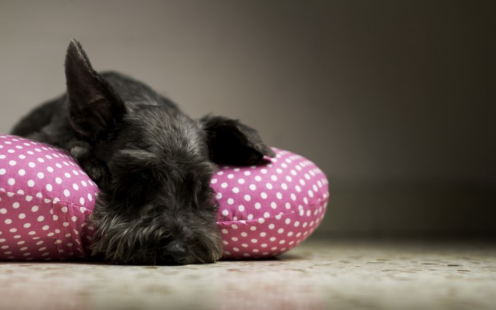 Black Schnauzer sleeping on a pink polka dot pillow