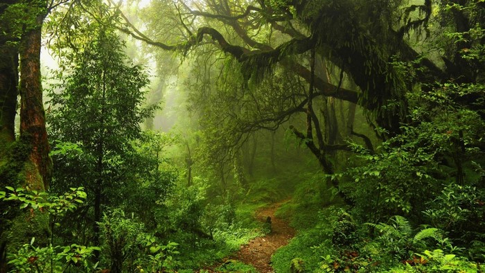 A winding forest trail through dense green trees