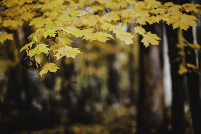 Autumn Maple Leaves in Forest