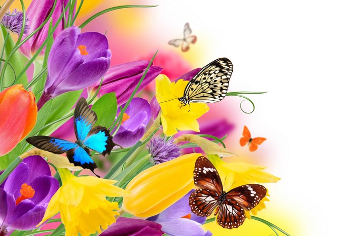 Butterflies and Crocuses with Tulips and Daffodils