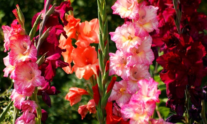 Close-up of colorful Gladiolus flowers in bloom