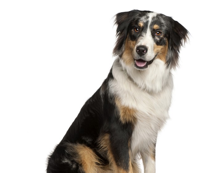 Australian Shepherd Dog Looking to the Side