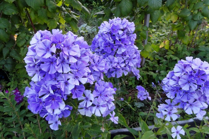 Purple Phlox flowers in a garden