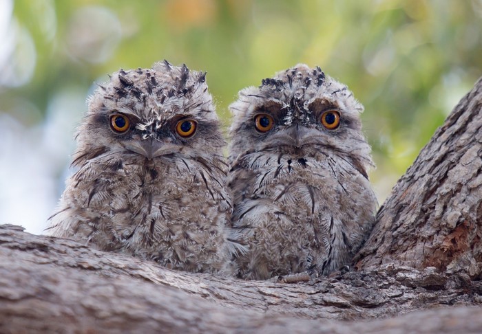Two Tawny Frogmouths perched on a tree branch