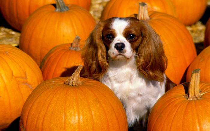 Cavalier King Charles Spaniel among pumpkins
