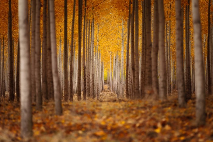 Autumn trees avenue in golden light
