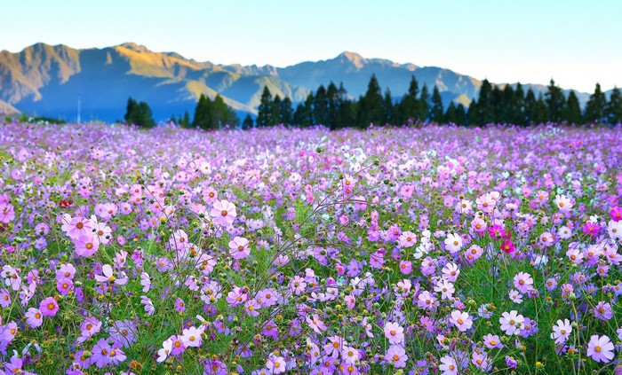 Field of purple cosmos flowers with mountains in the background