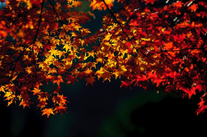 Autumn Maple Leaves in Sunlight
