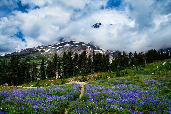 Mount Rainier National Park with wildflowers and clouds