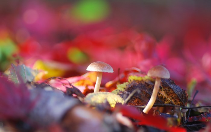 Mushrooms and colorful autumn foliage on the forest floor