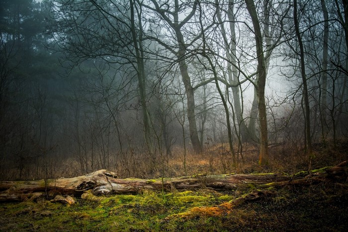 Misty forest with fallen log and bare trees