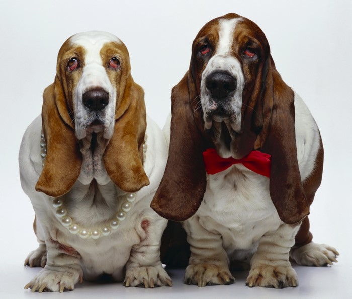 Two Basset Hounds wearing jewelry
