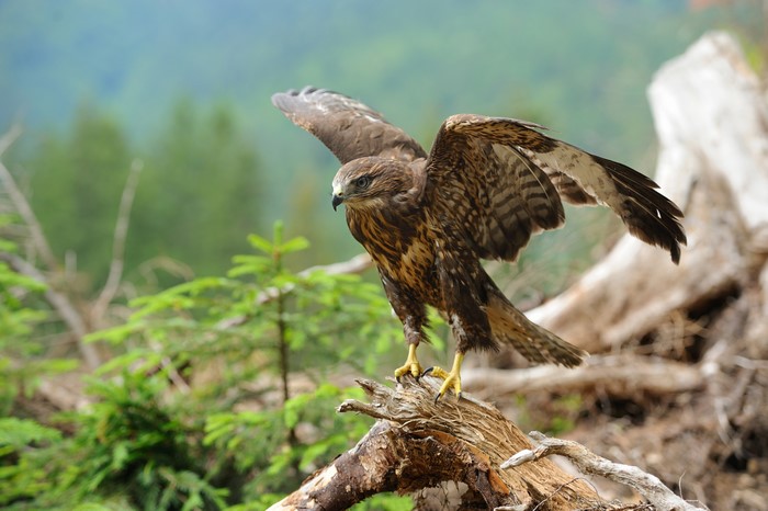 Hawk perched on a log in a forest