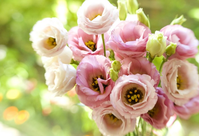 Pink and white Eustoma flowers in a bouquet