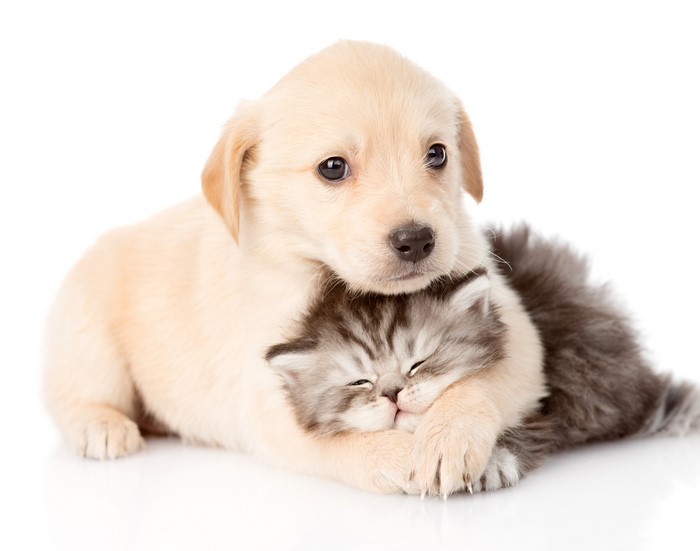 Puppy hugging a sleeping kitten