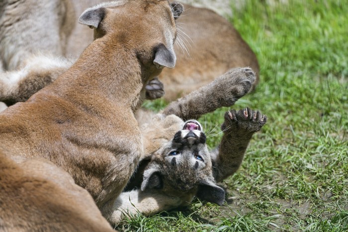 Two Pumas Cubs Playing on Grass