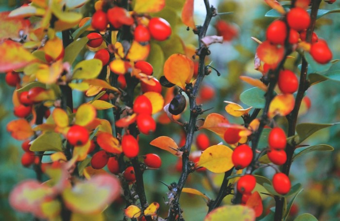 Closeup of red berries and yellow foliage on branches