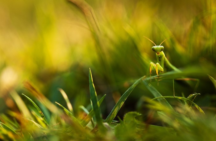 Praying mantis on grass