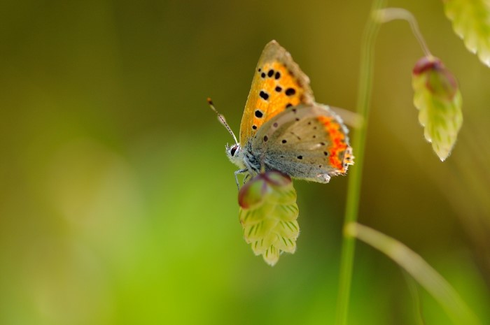 Close-up of a small orange and gray butterfly on a green plant