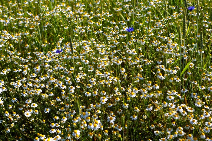 Field of Chamomile Flowers with Blue Cornflowers