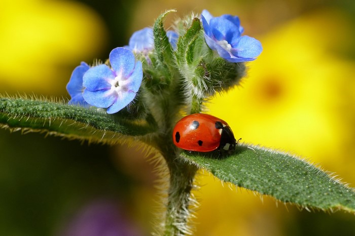Ladybug on a blue flower with yellow background